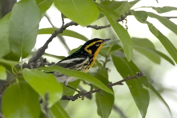 Blackburnian Warbler - ML620189611