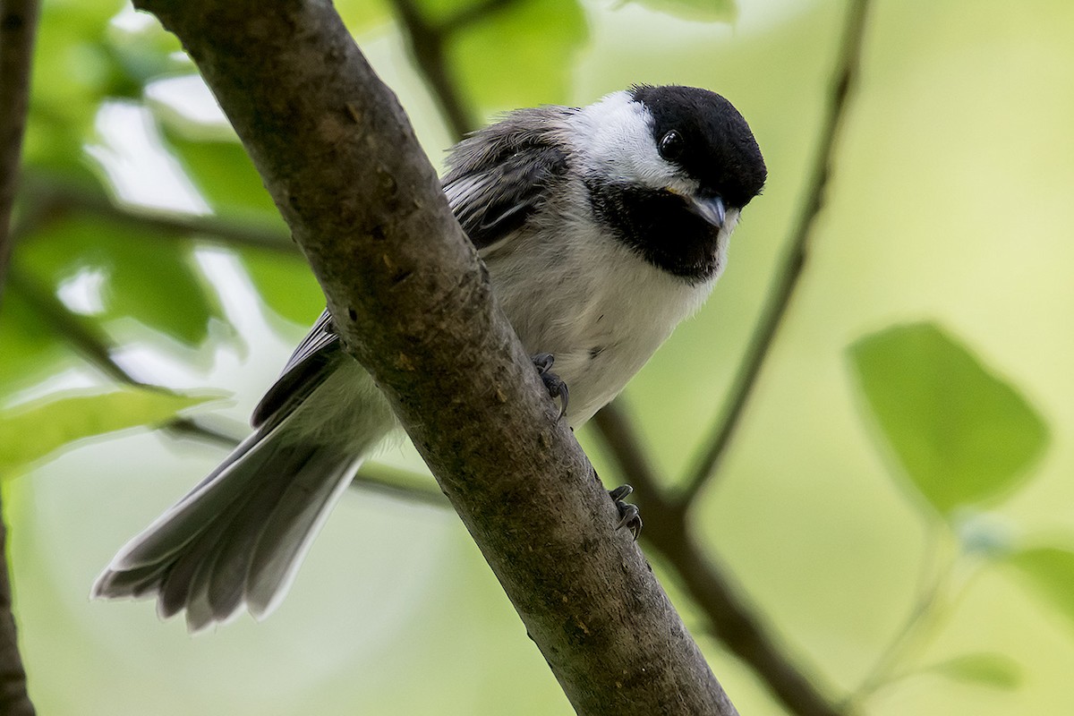 Black-capped Chickadee - ML620189613