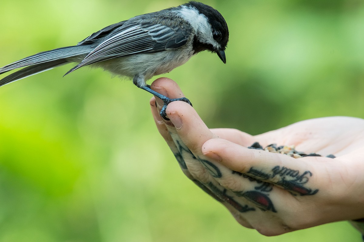 Black-capped Chickadee - ML620189614