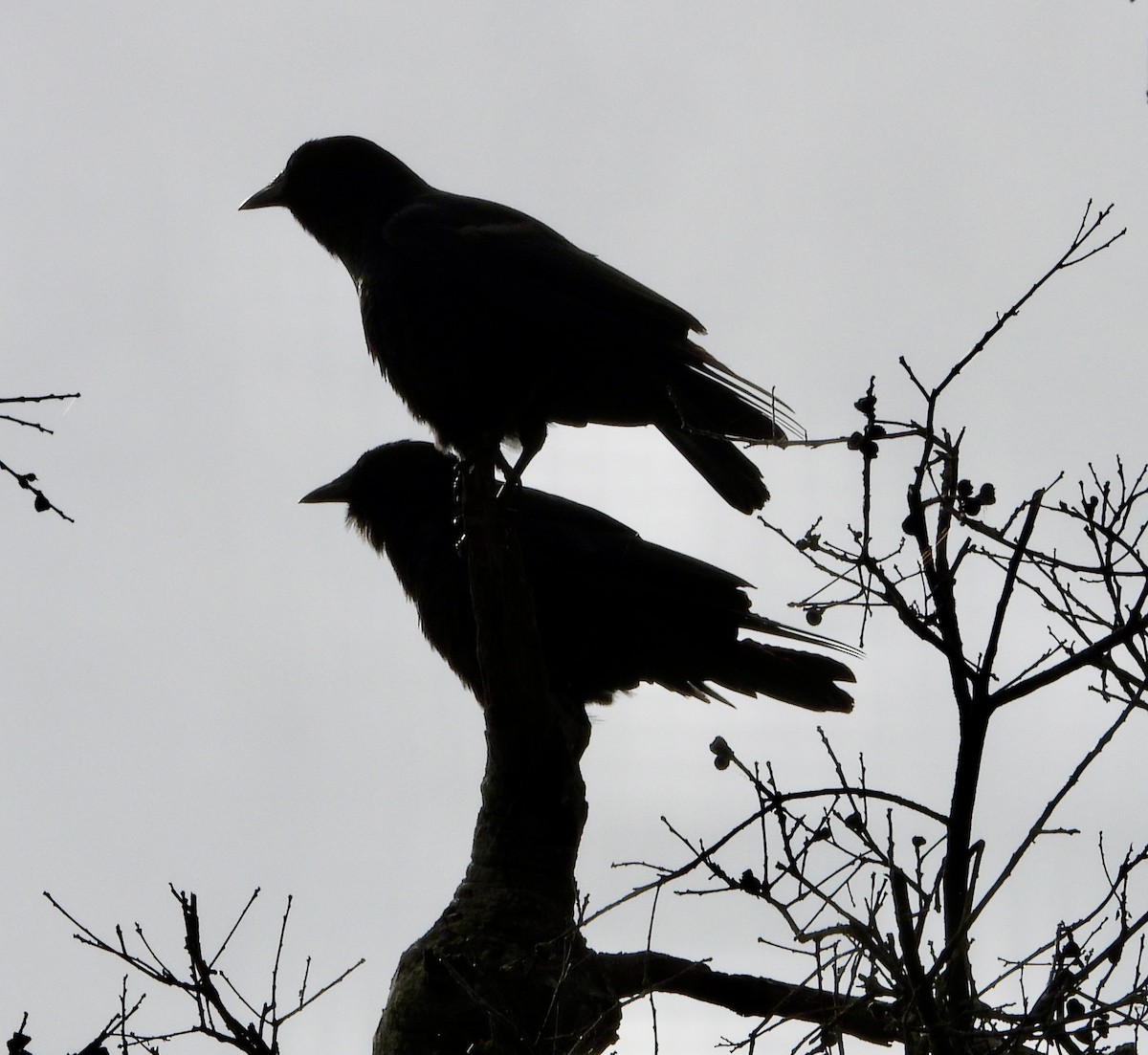 American Crow - ML620189616