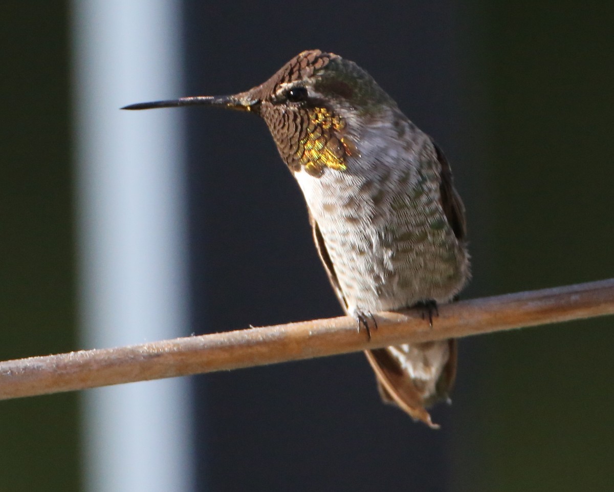 hummingbird sp. - ML620189619