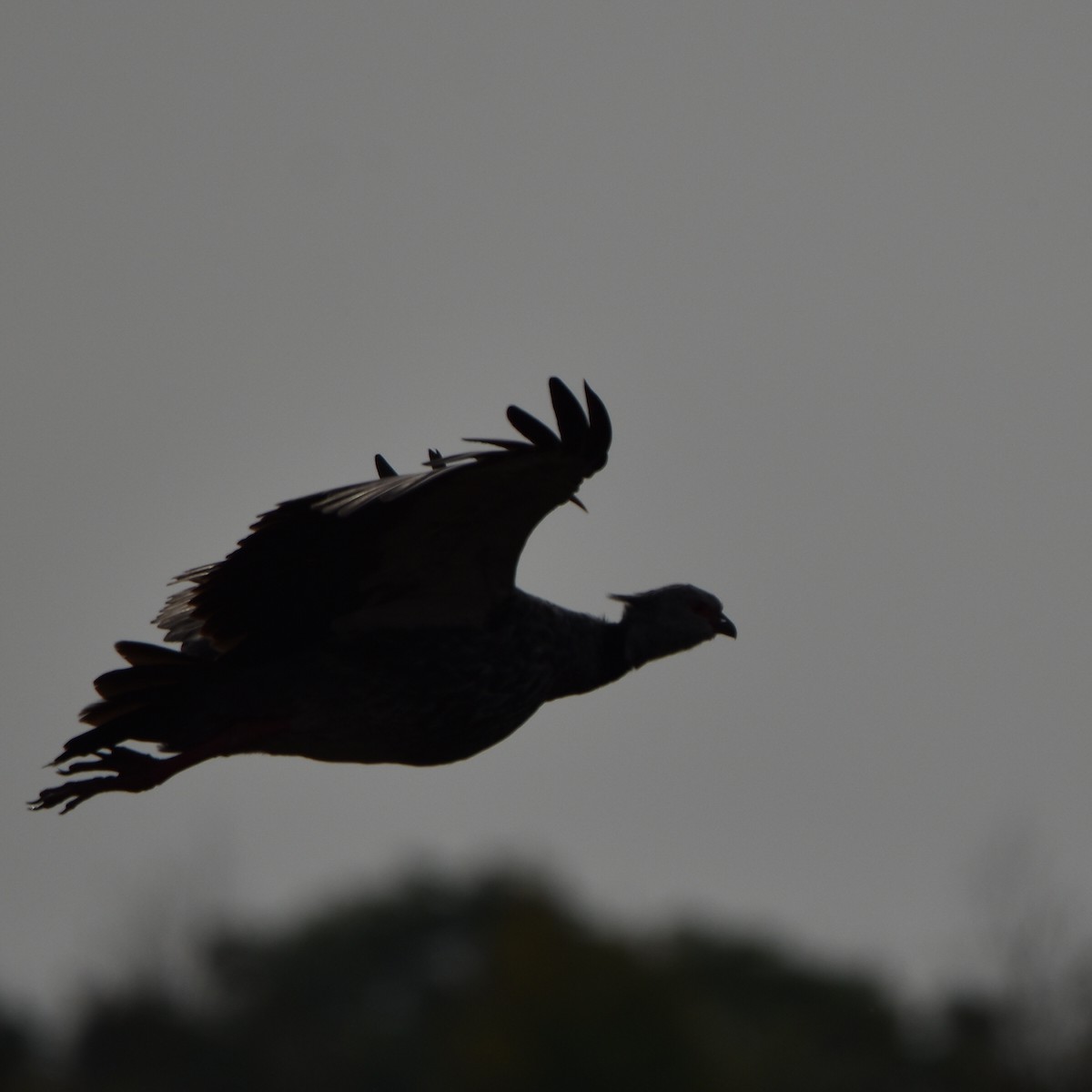 Southern Screamer - Alejandro Figueroa Varela