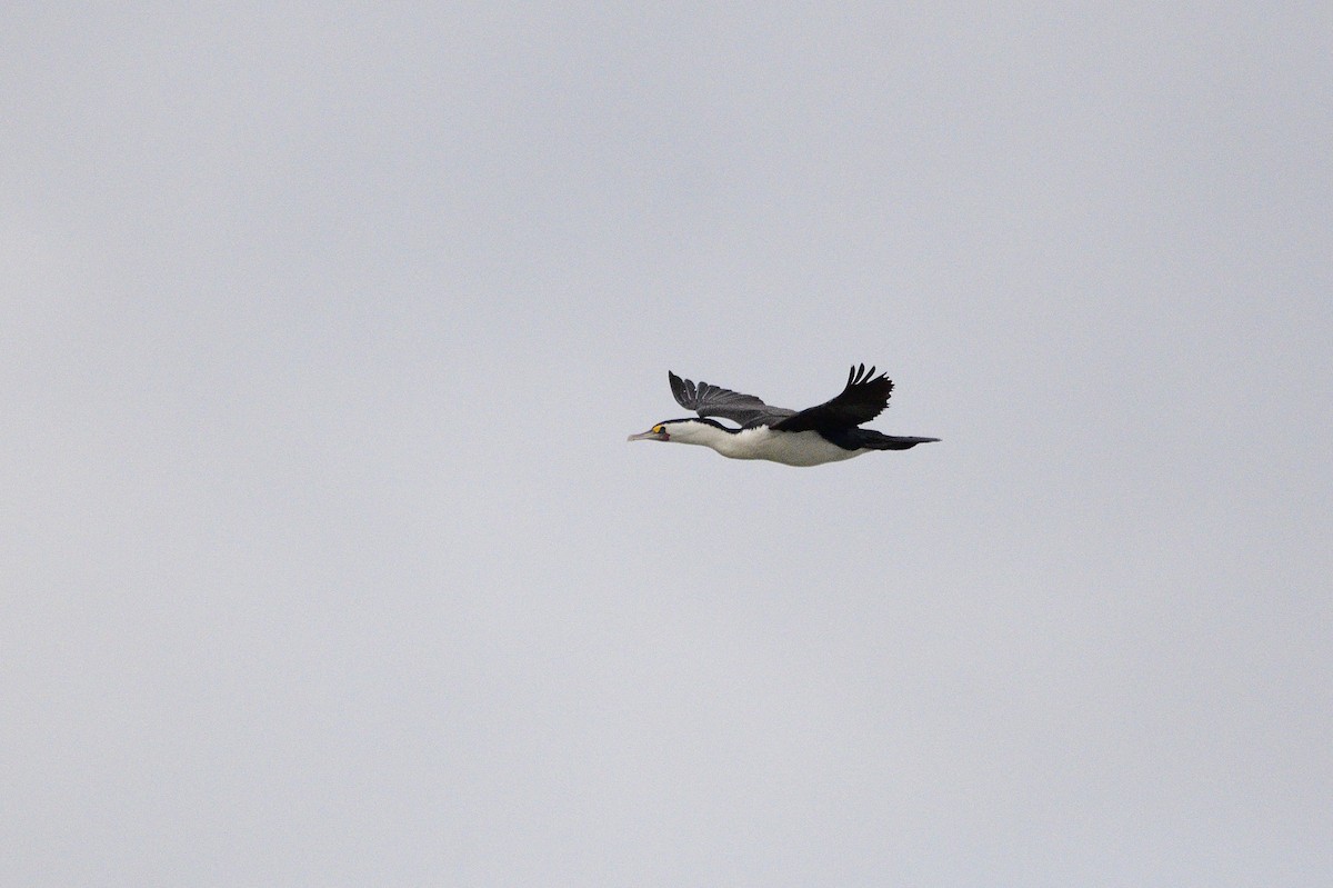 Pied Cormorant - ML620189636