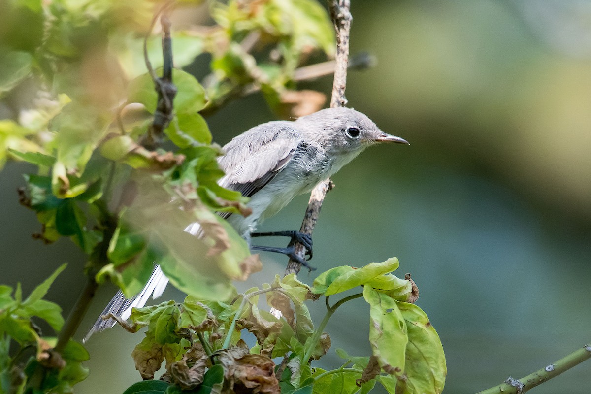 Blue-gray Gnatcatcher - ML620189643