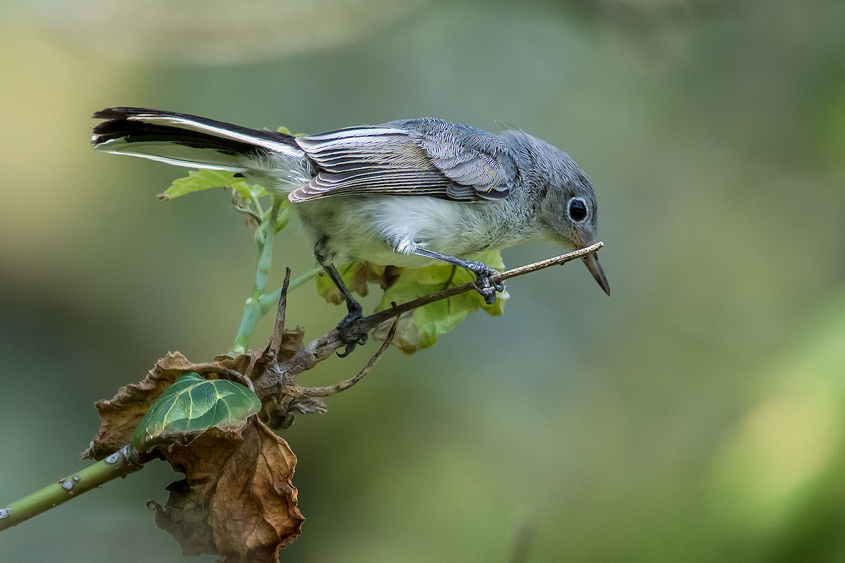 Blue-gray Gnatcatcher - ML620189644