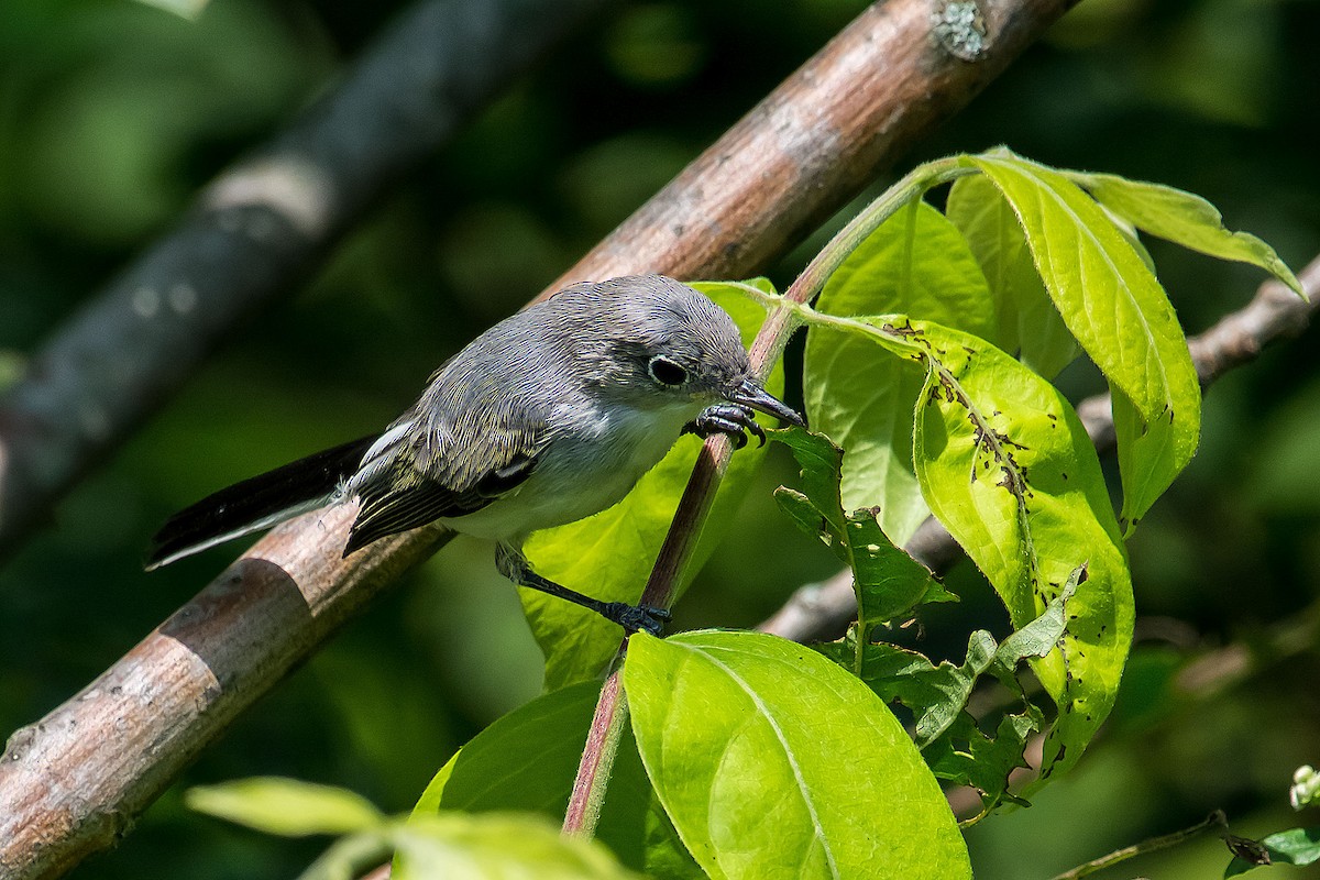 Blue-gray Gnatcatcher - ML620189645