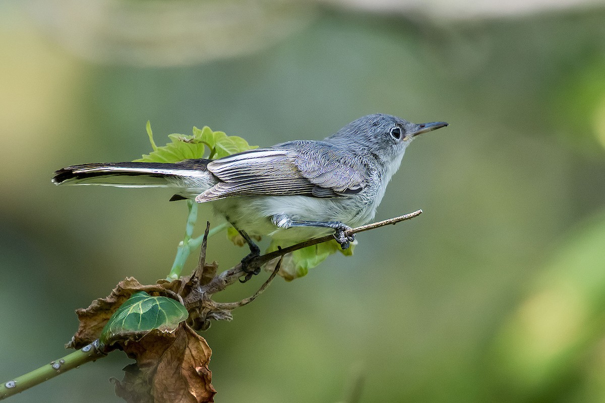 Blue-gray Gnatcatcher - ML620189646