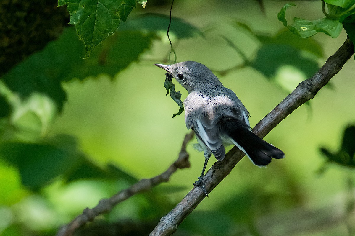 Blue-gray Gnatcatcher - ML620189647