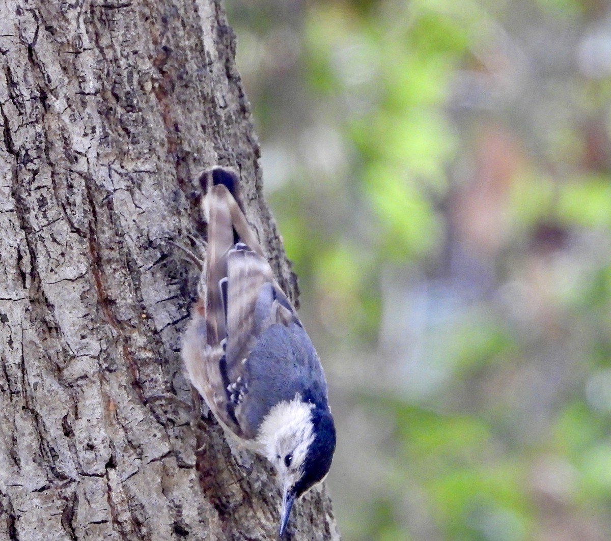 White-breasted Nuthatch - ML620189649