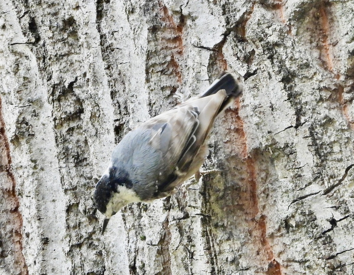 White-breasted Nuthatch - ML620189650