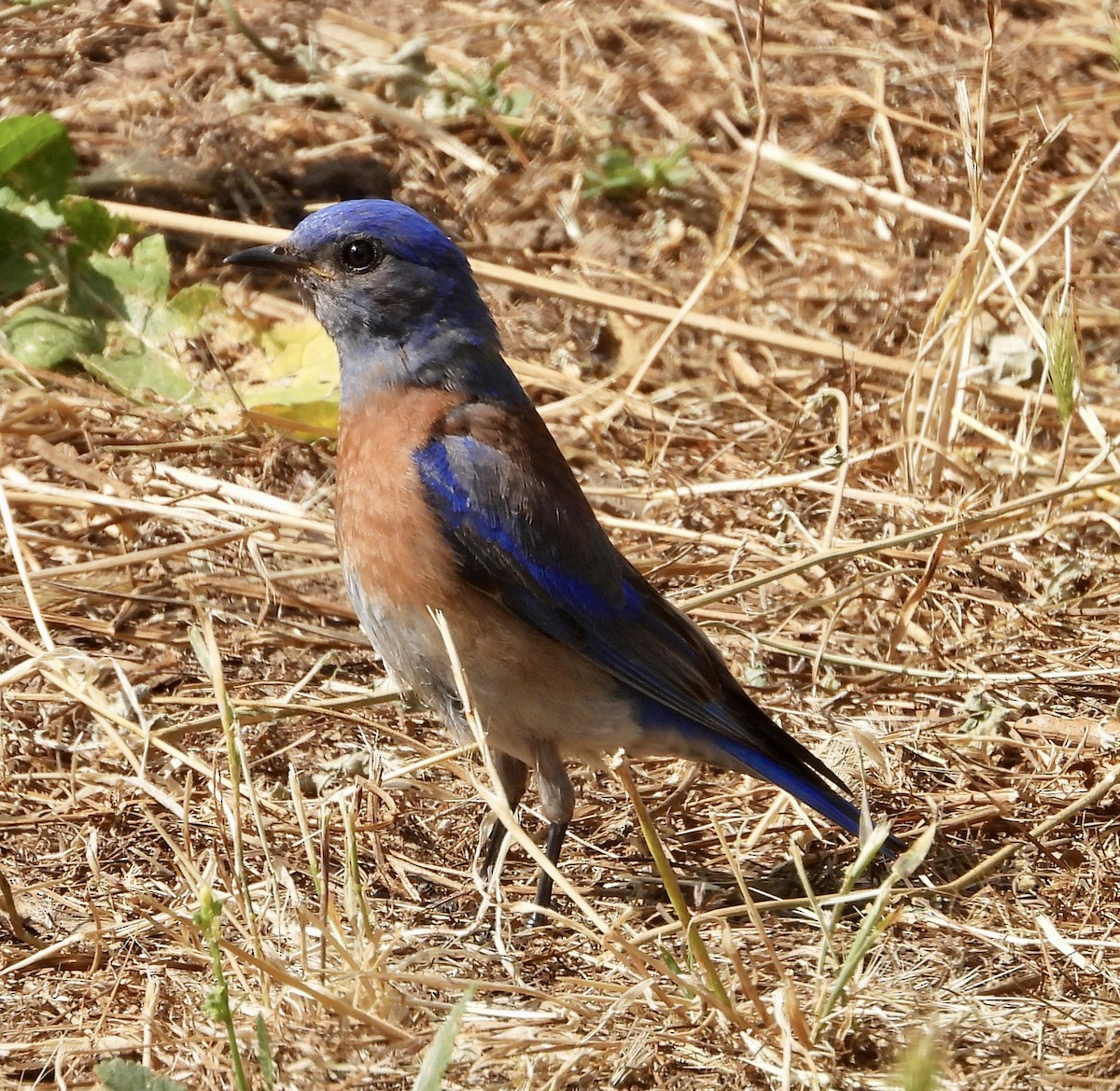 Blaukehl-Hüttensänger - ML620189659