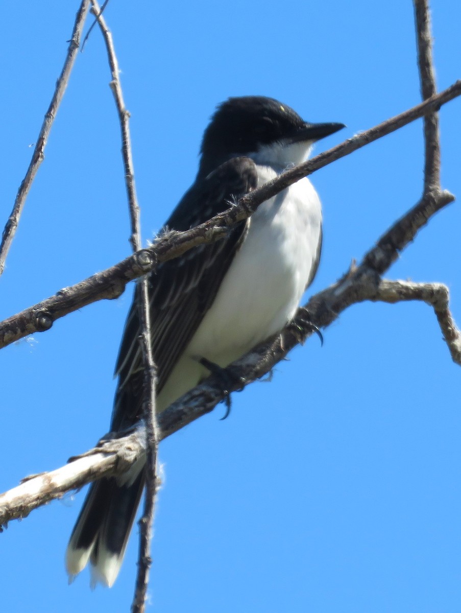 Eastern Kingbird - ML620189660