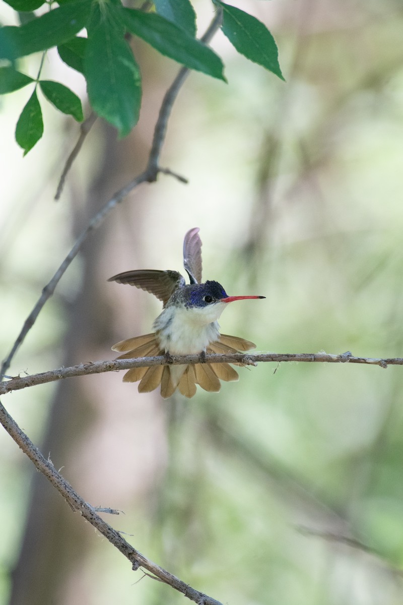 Violet-crowned Hummingbird - ML620189661