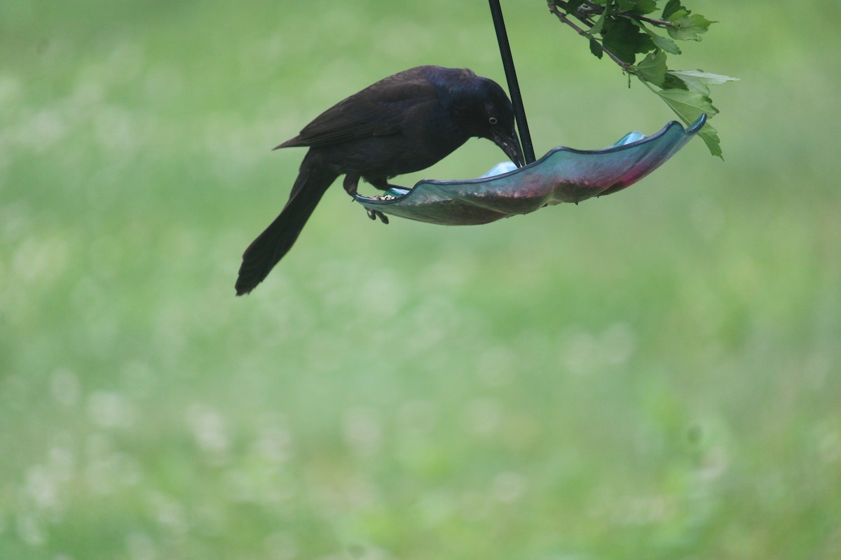 Common Grackle - ML620189666