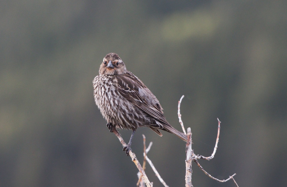 Red-winged Blackbird - ML620189668