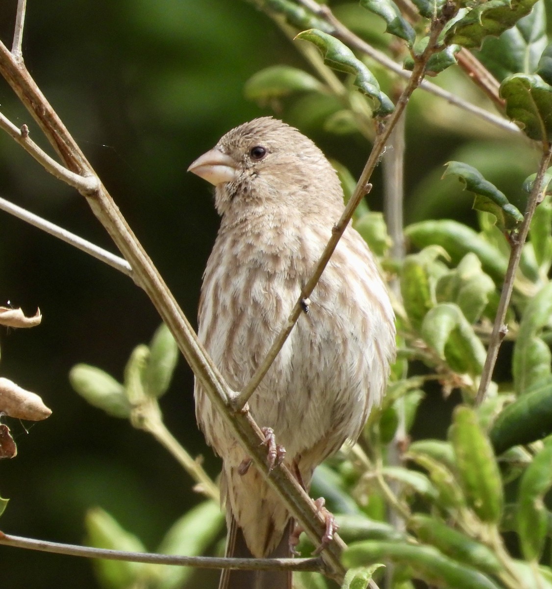 House Finch - ML620189670