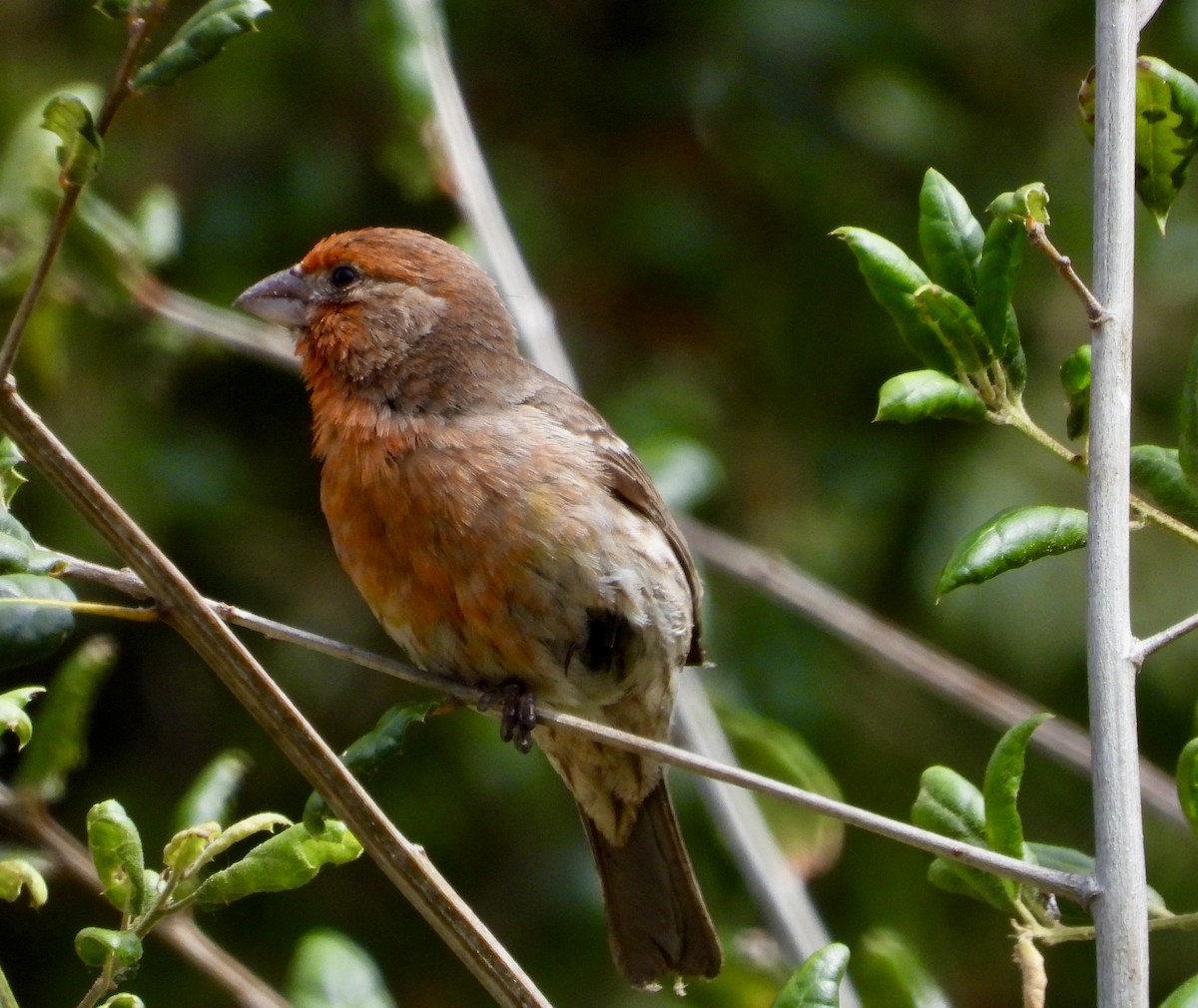 House Finch - ML620189671