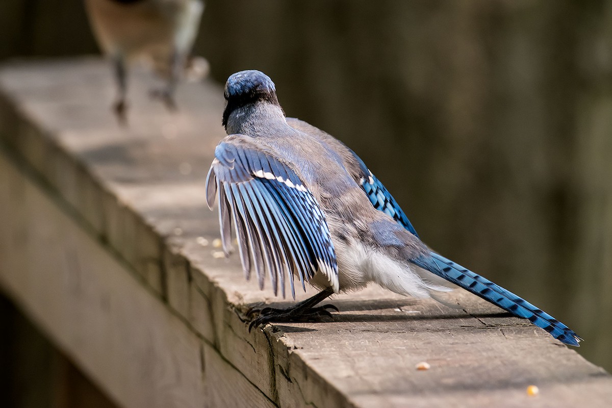 Blue Jay - ML620189673