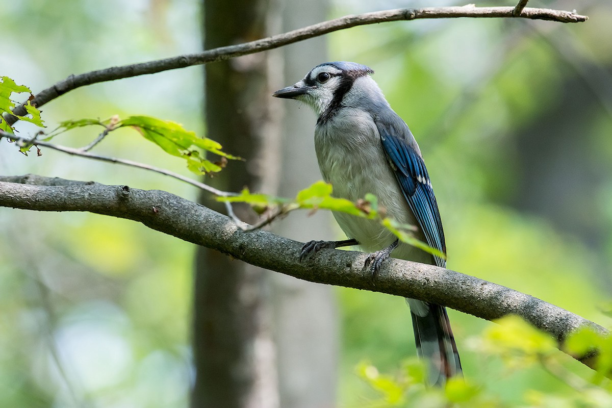 Blue Jay - ML620189674