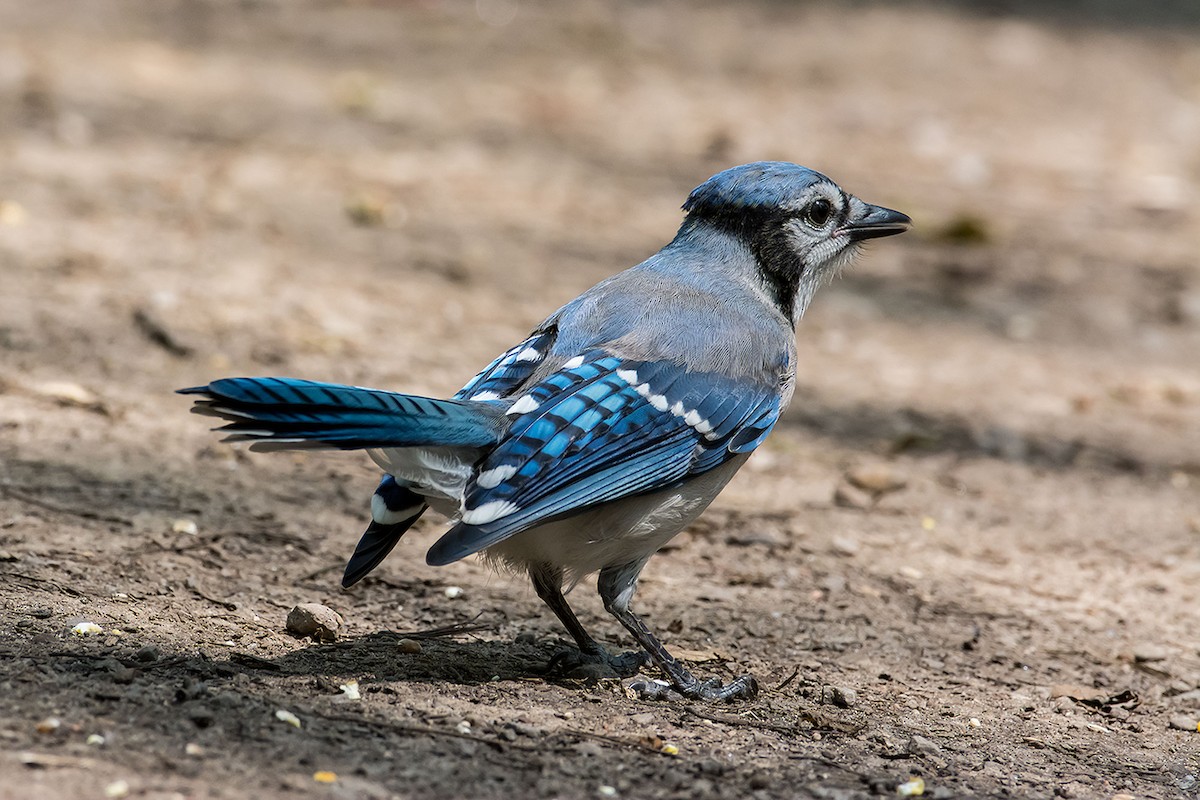 Blue Jay - ML620189675