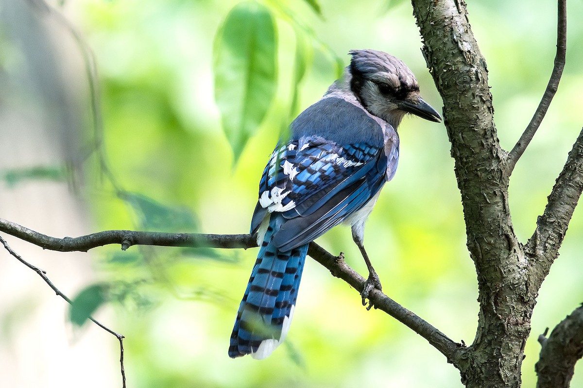 Blue Jay - ML620189676