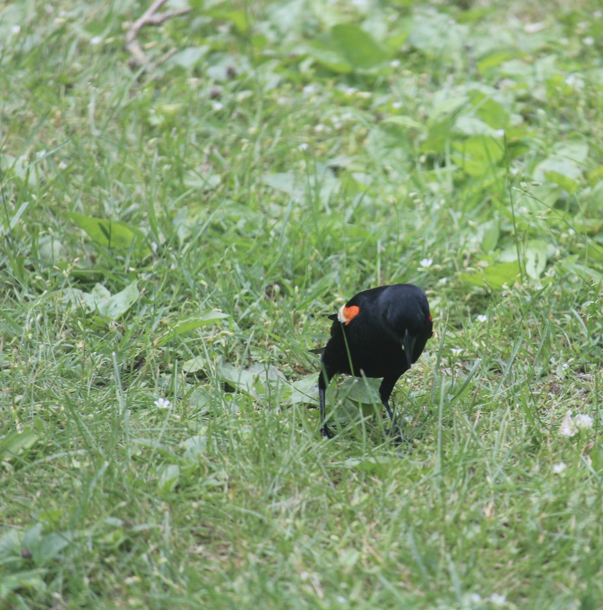 Red-winged Blackbird - ML620189689