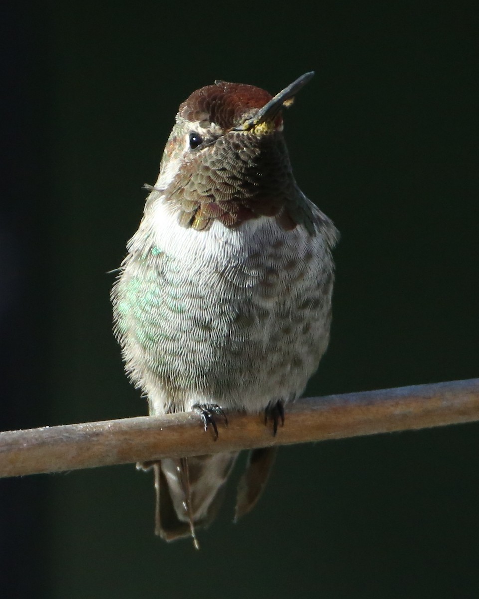hummingbird sp. - ML620189690
