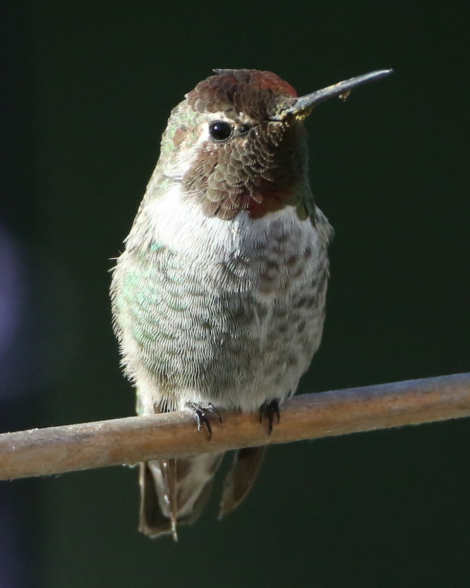 hummingbird sp. - ML620189691