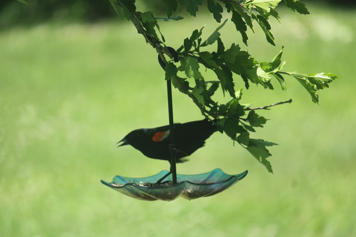 Red-winged Blackbird - ML620189693