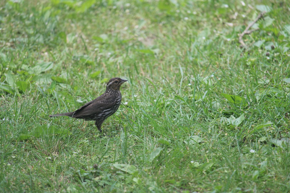 Red-winged Blackbird - ML620189698