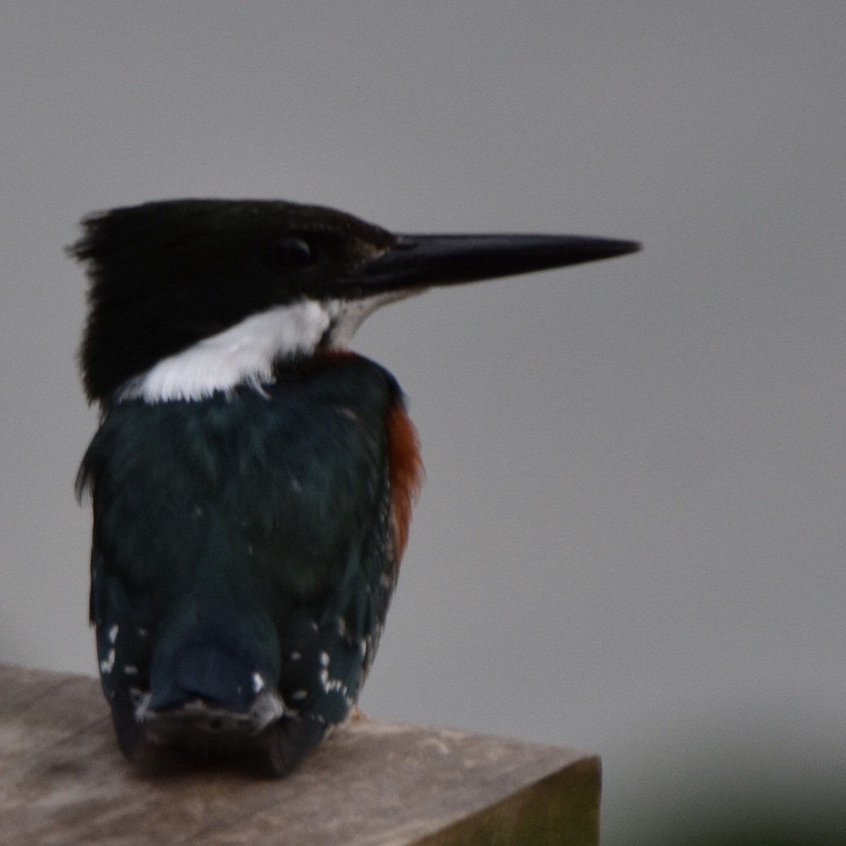 Green Kingfisher - ML620189704