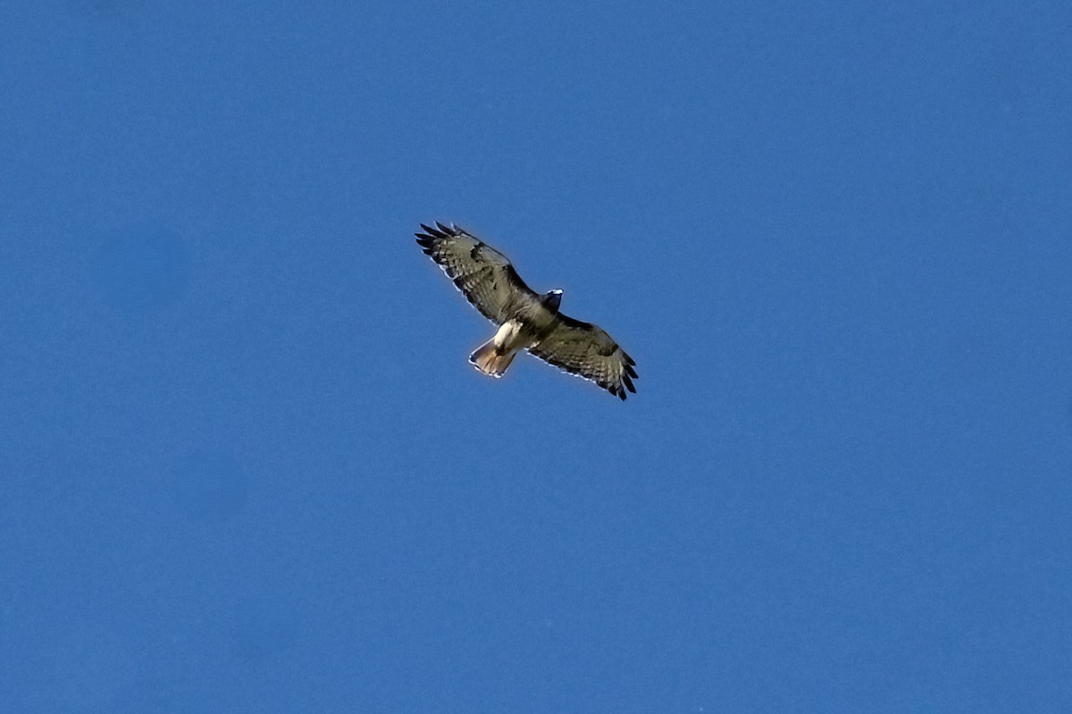 Red-tailed Hawk - ML620189735