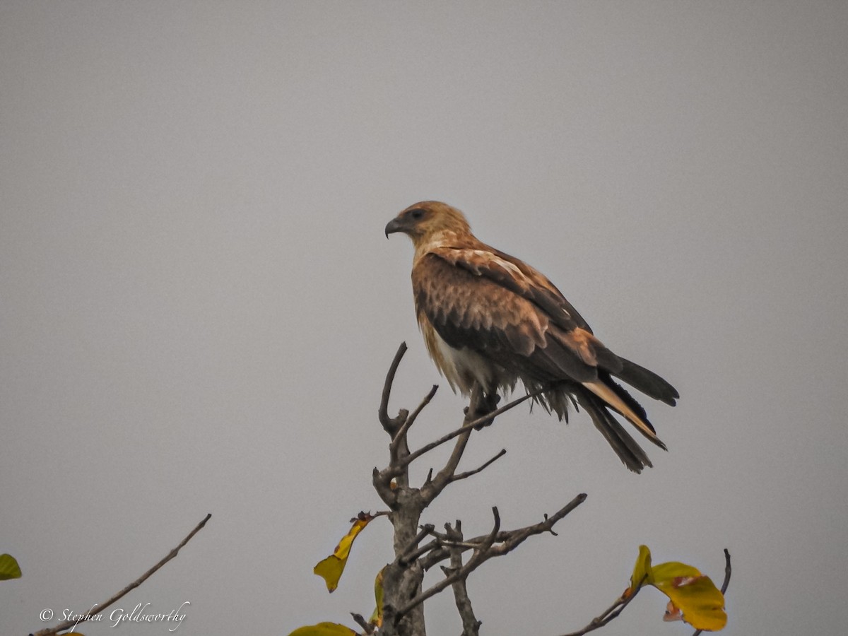 Whistling Kite - ML620189737