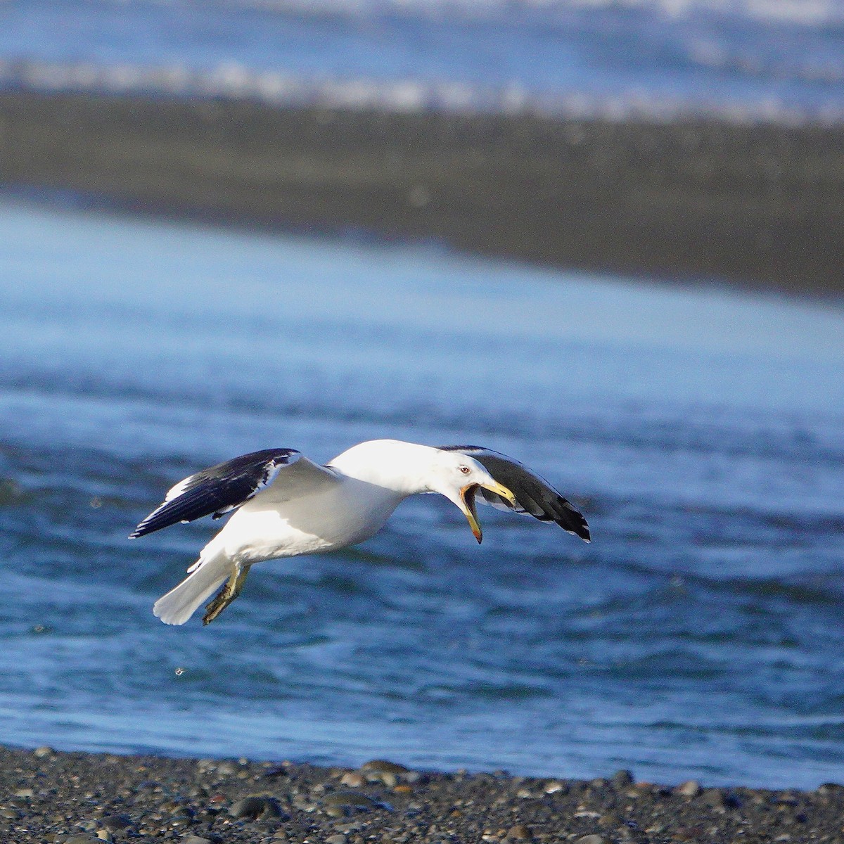 Kelp Gull - ML620189738