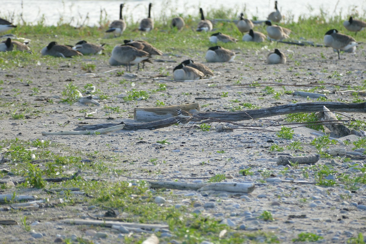 Killdeer - ML620189740