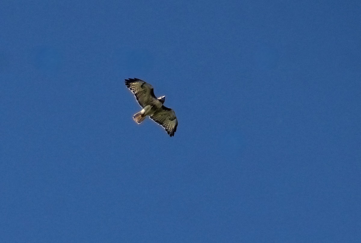 Red-tailed Hawk - ML620189749