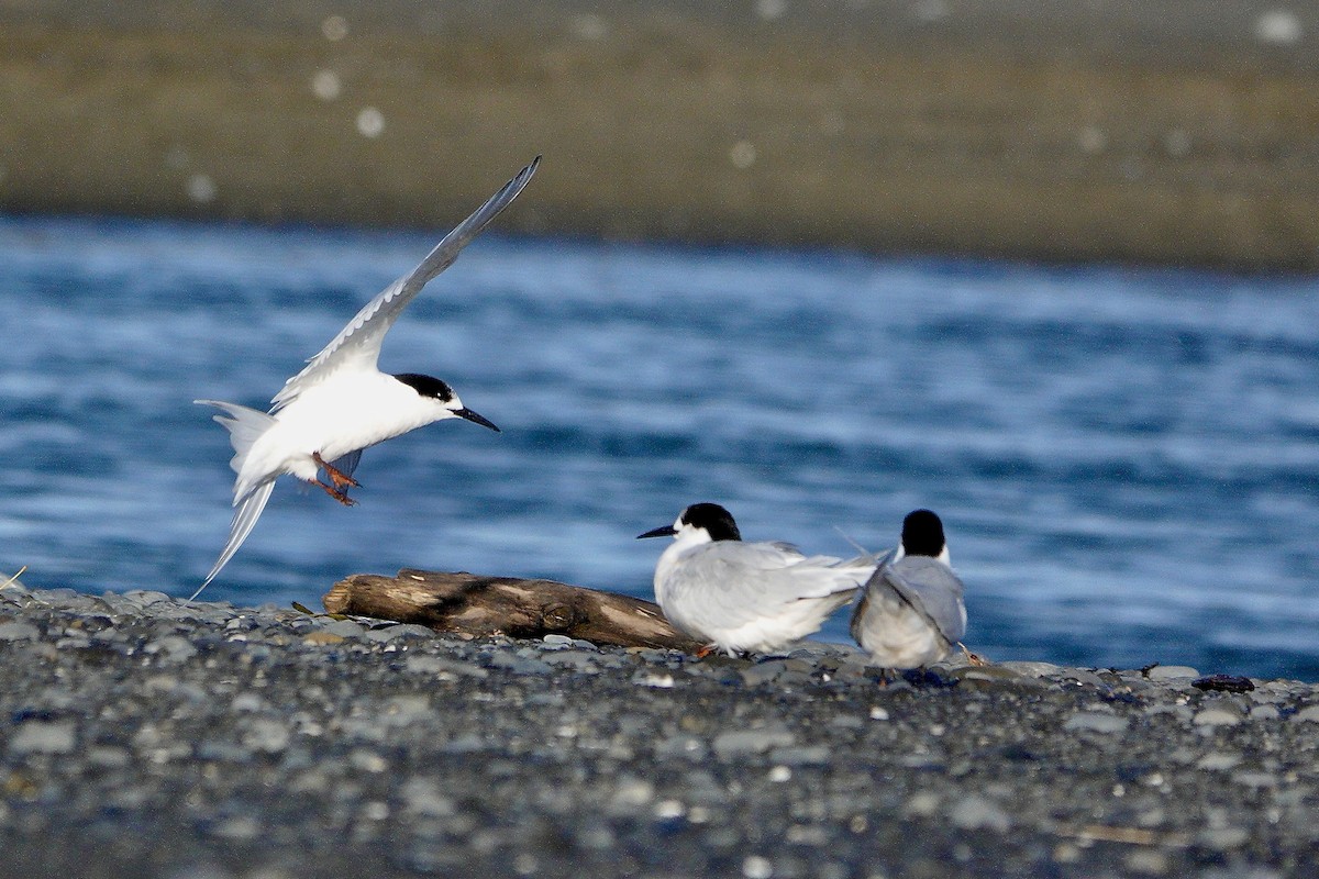 White-fronted Tern - ML620189752