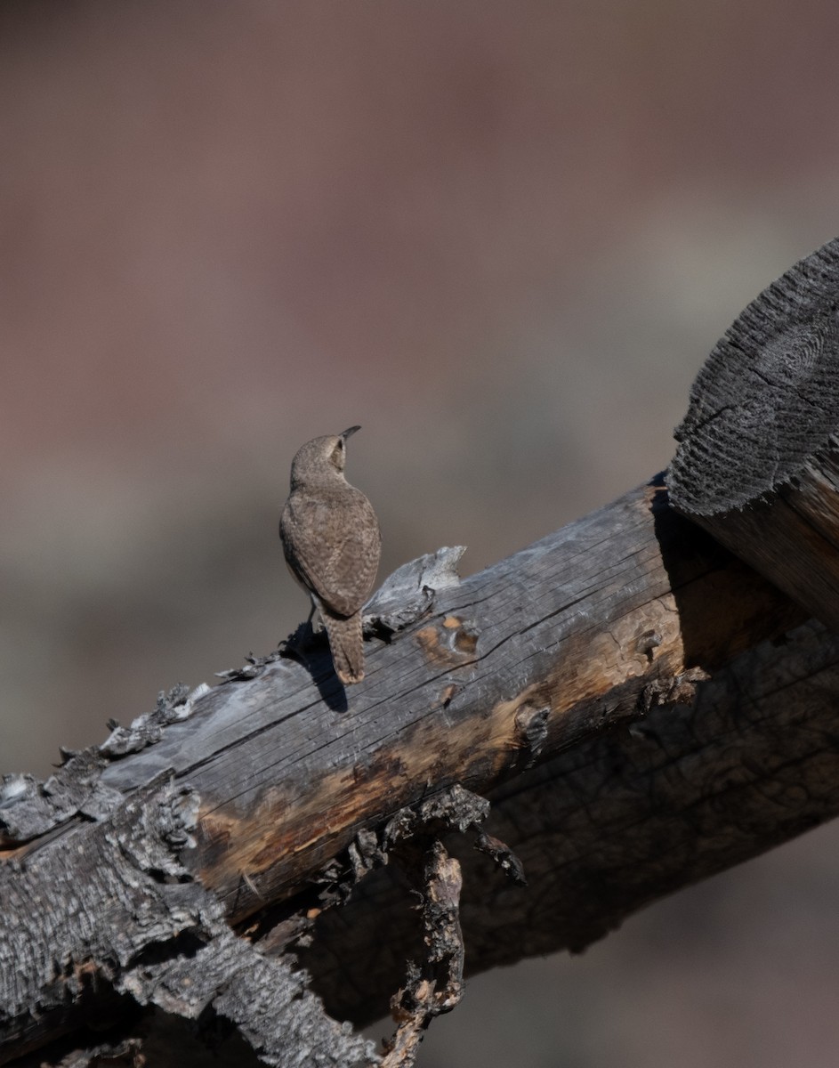 Rock Wren - ML620189755