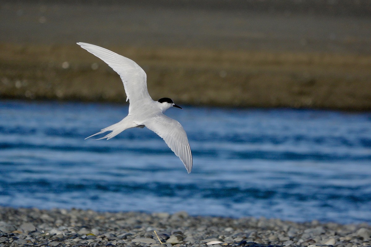 White-fronted Tern - ML620189760