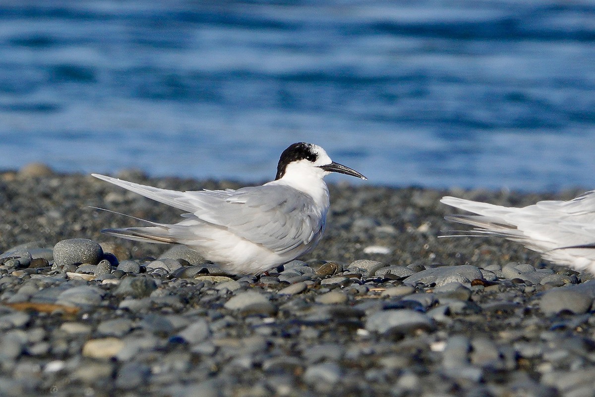 White-fronted Tern - ML620189761
