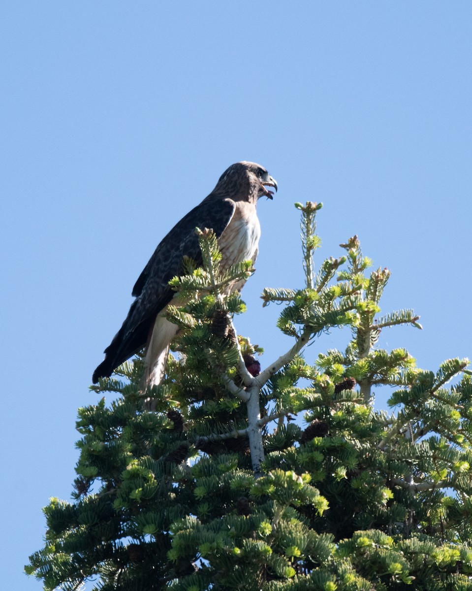 Red-tailed Hawk - ML620189766