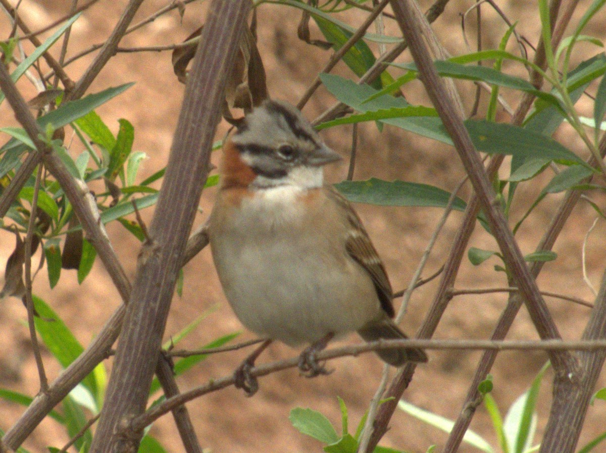 Rufous-collared Sparrow - ML620189769