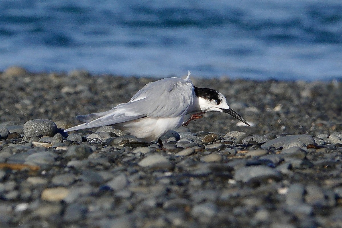 White-fronted Tern - ML620189771