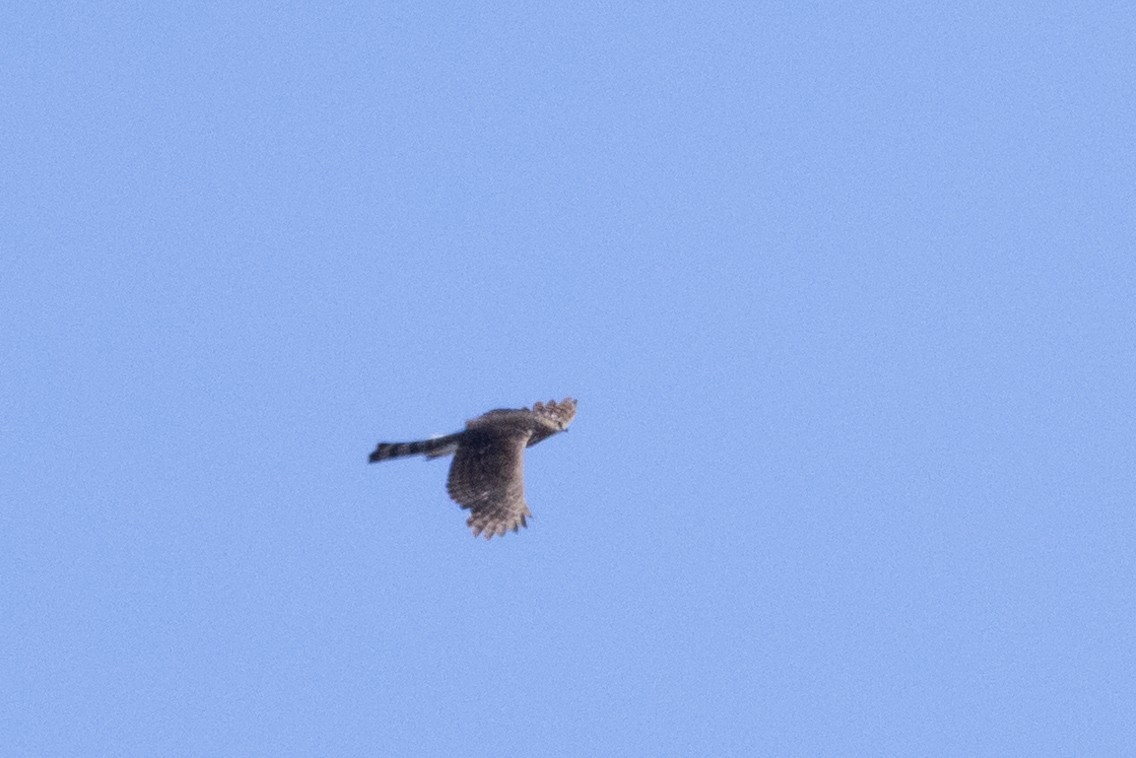 Sharp-shinned/Cooper's Hawk - ML620189772