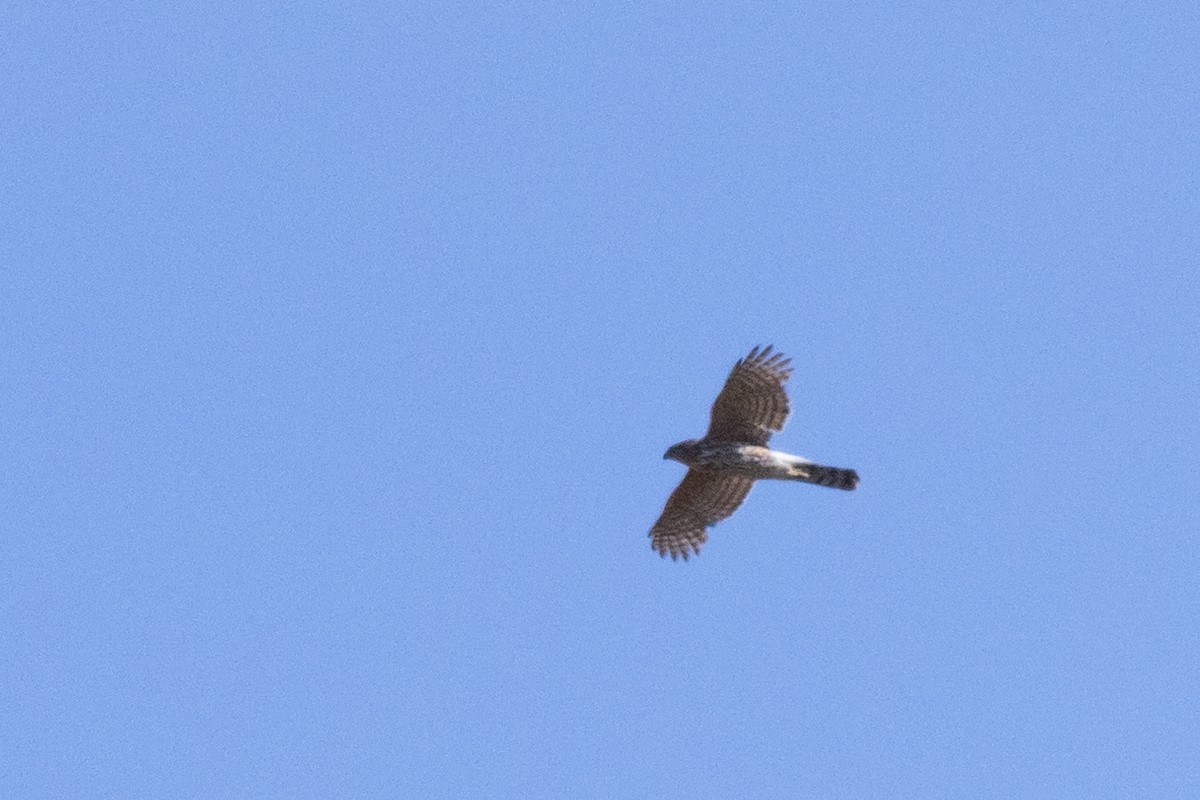 Sharp-shinned/Cooper's Hawk - ML620189773