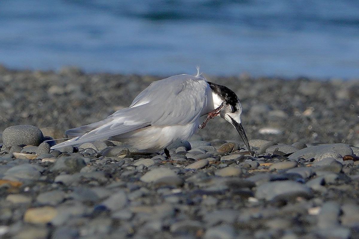 White-fronted Tern - ML620189774
