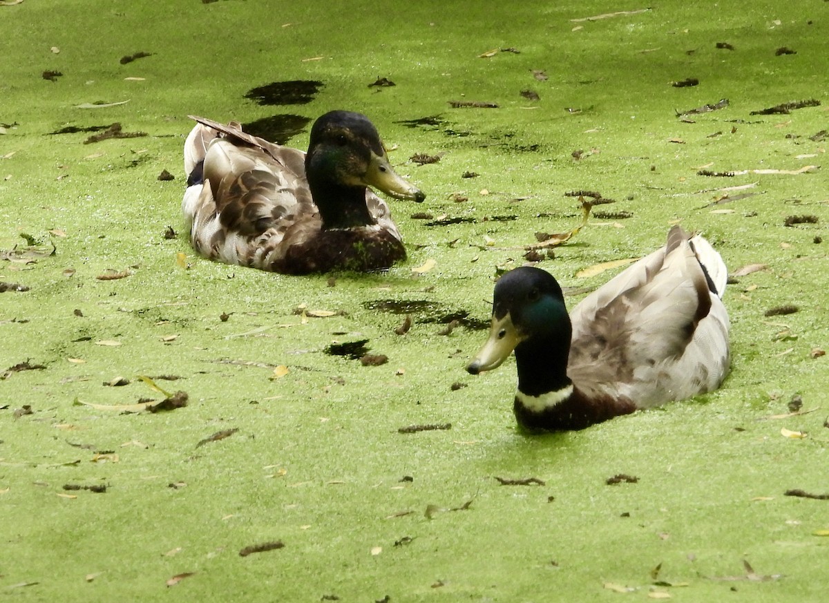 Mallard - Cathie Canepa