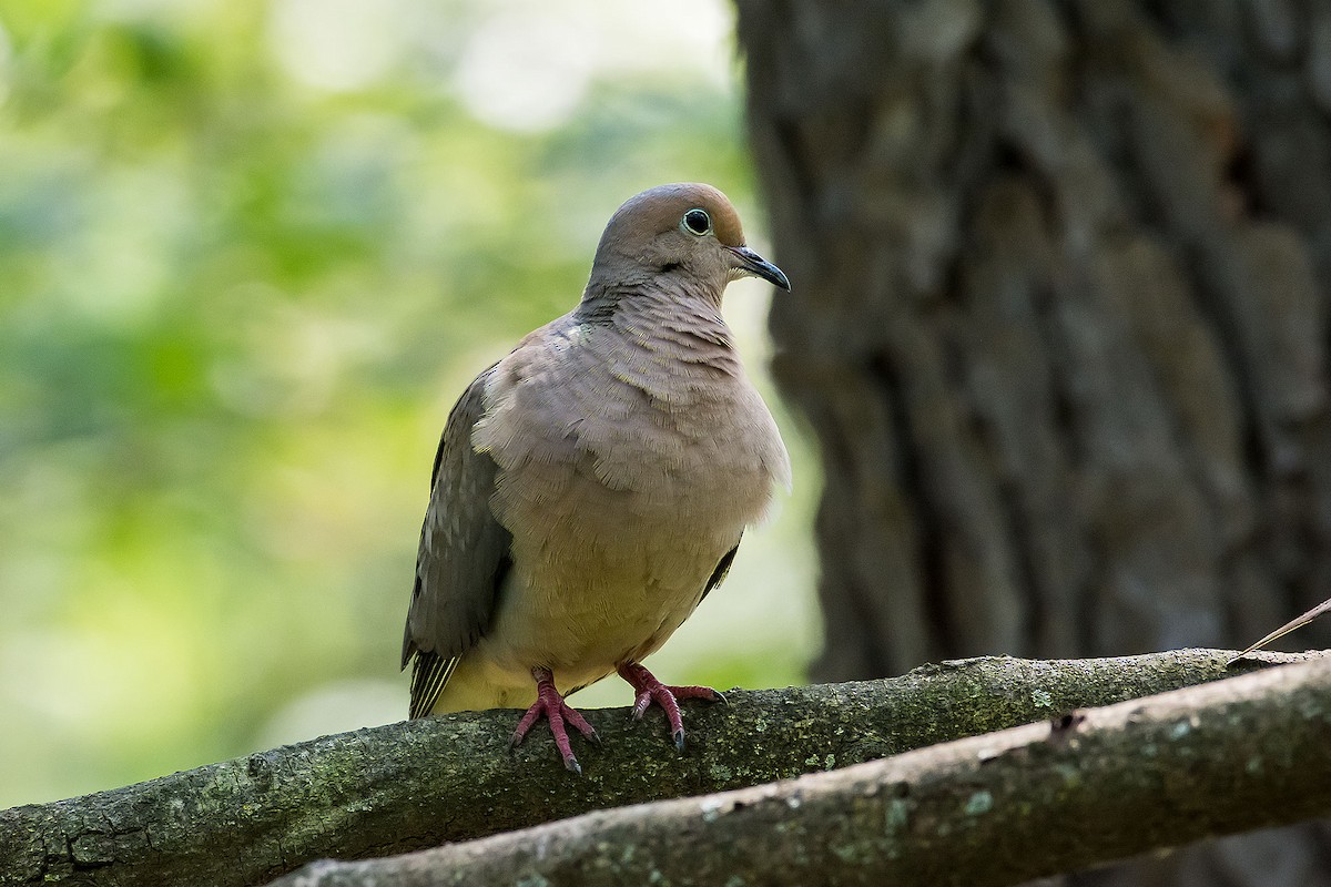 Mourning Dove - ML620189780