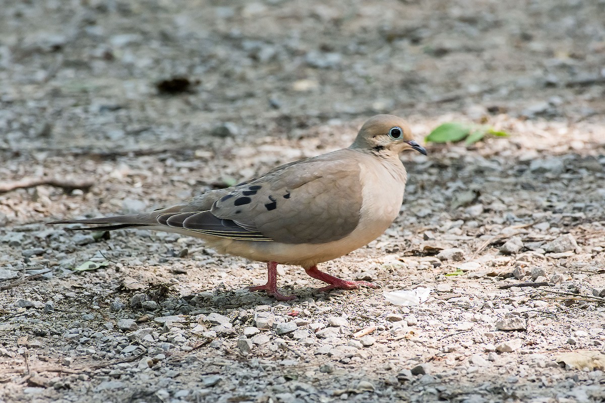 Mourning Dove - ML620189781