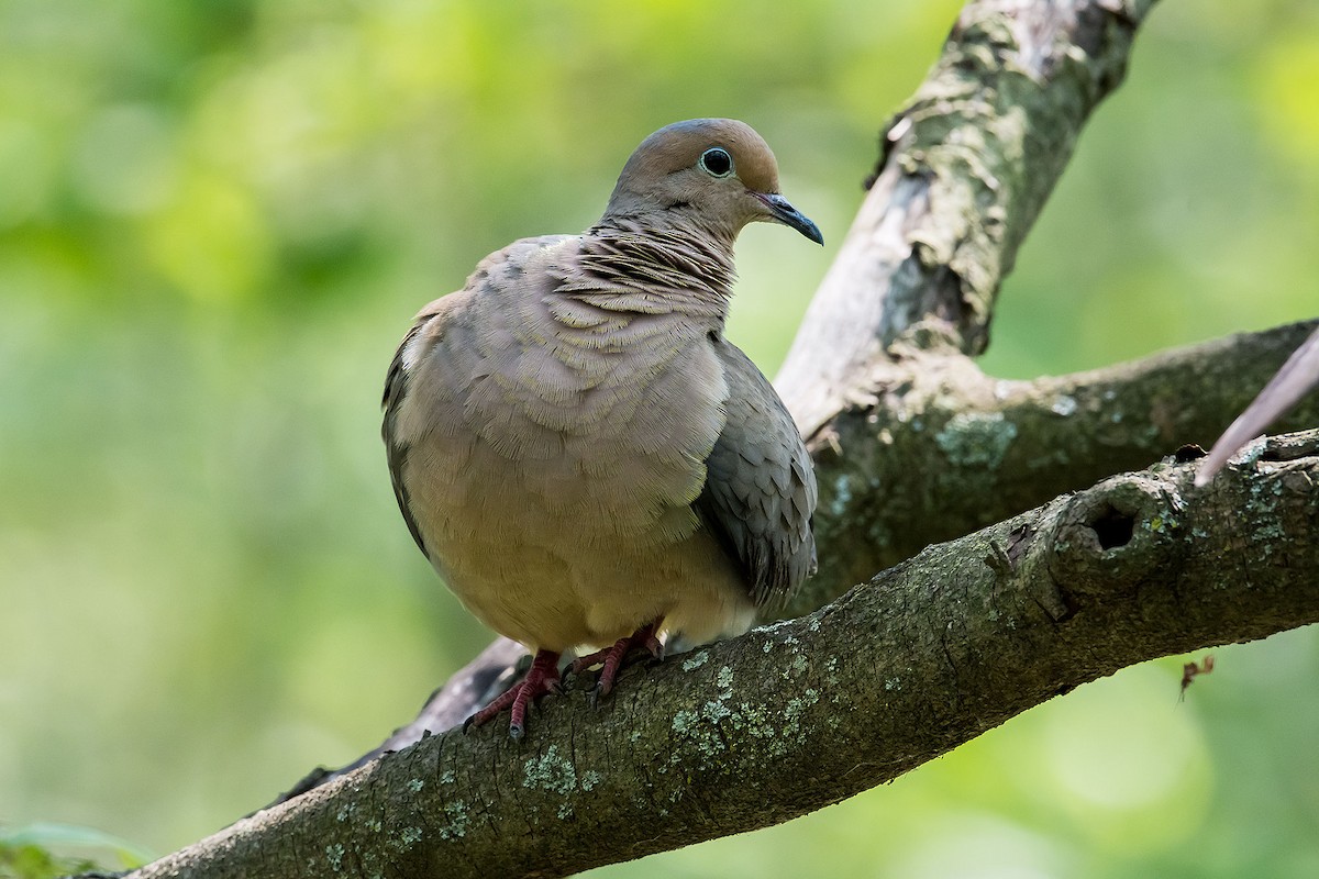 Mourning Dove - Gerardo Serra